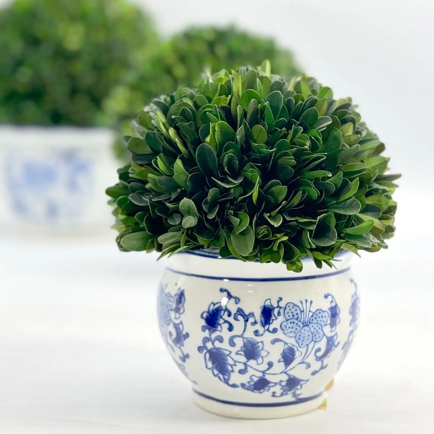 Boxwood - Small