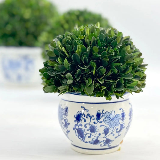 Boxwood - Large