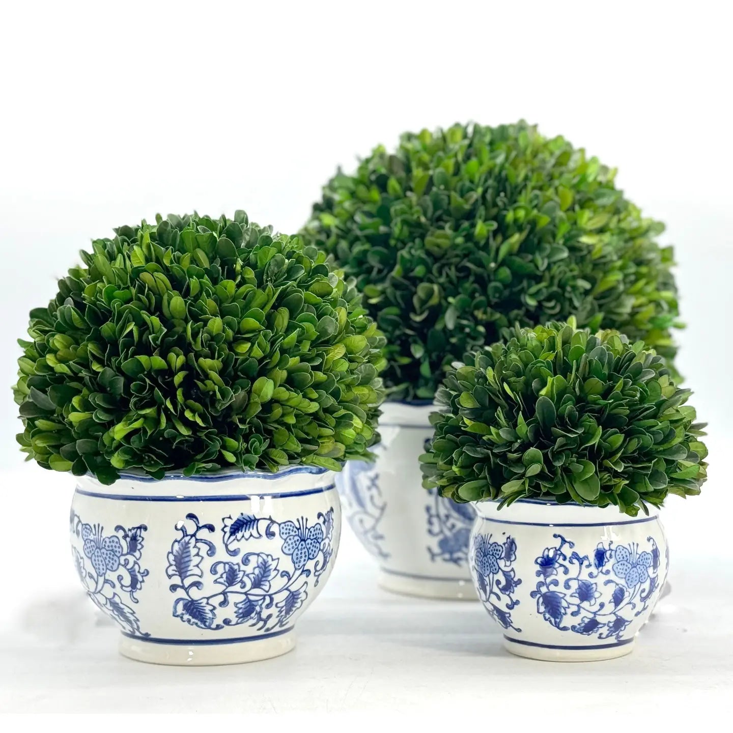 Boxwood - Large