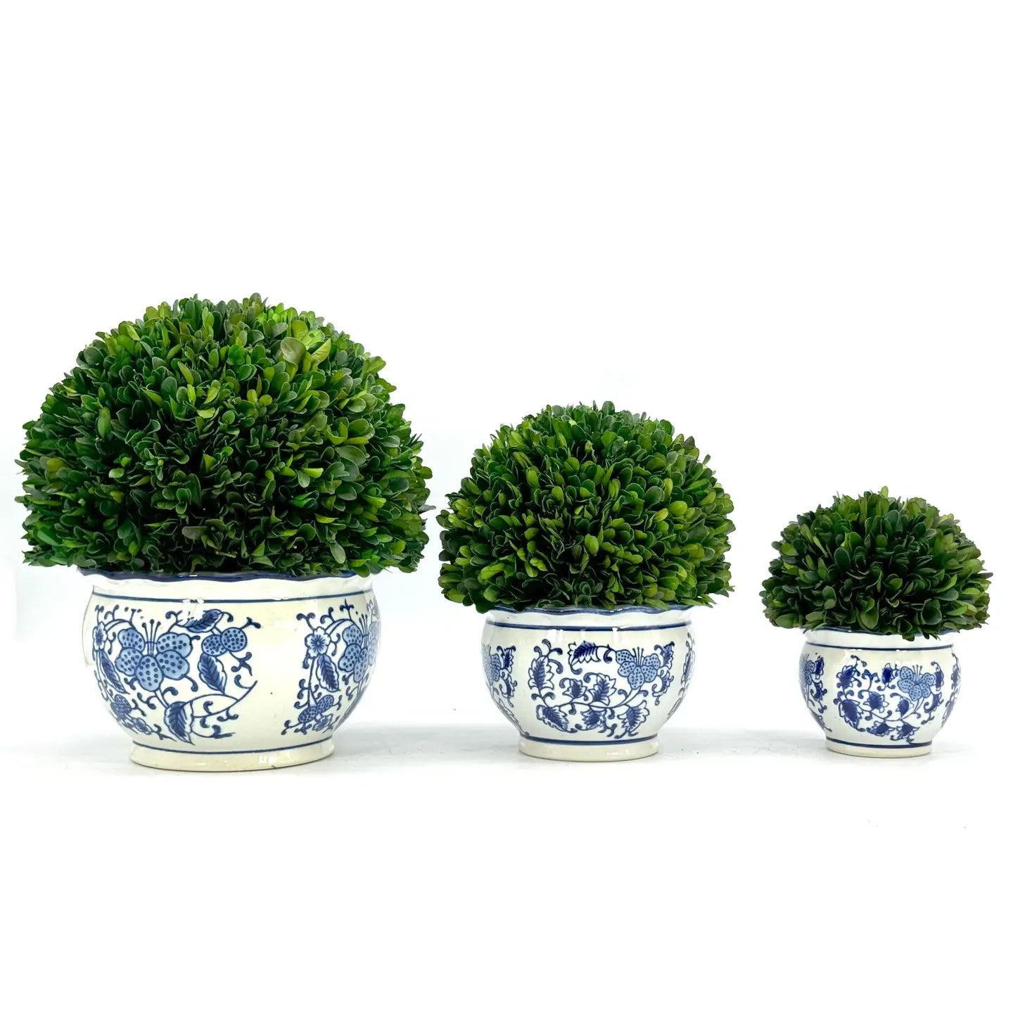 Boxwood - Medium