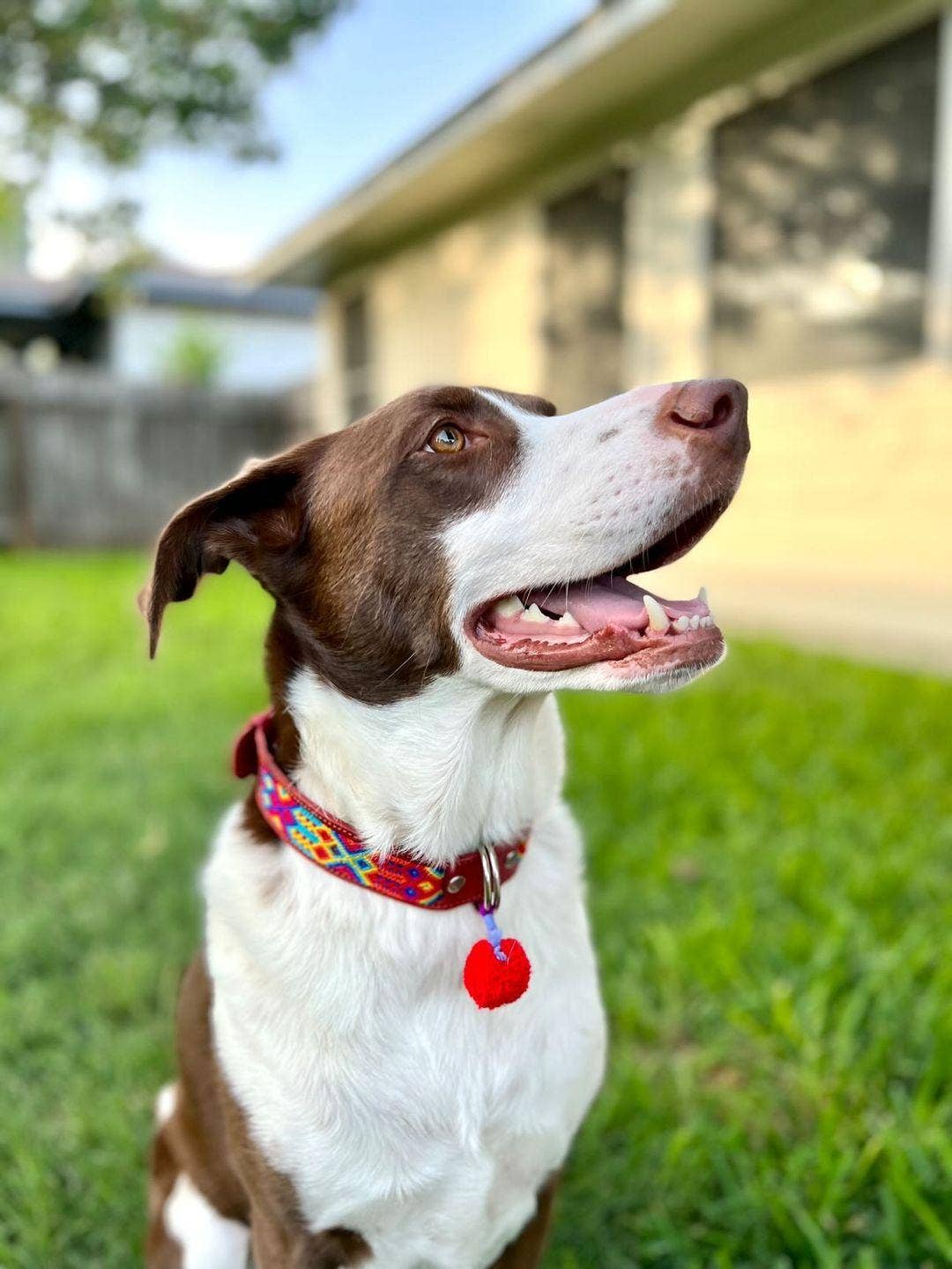 XL Mexican Pet Collar - Colorful Leather Dog Collar, Boho